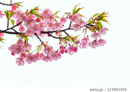 早咲きの河津桜の透きとおるピンク色の花びら 早咲きの河津桜の透きとおるピンク色の花びら 123991030