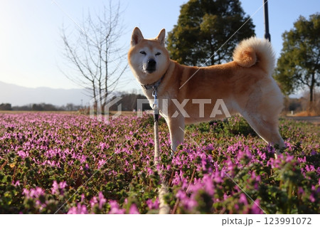 柴犬 柴犬 123991072