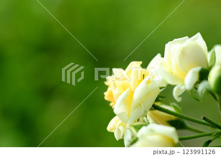近所で見たバラの花 123991126
