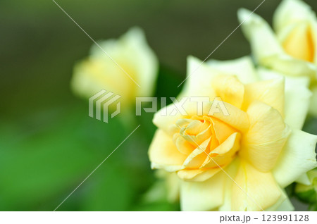近所で見たバラの花 123991128