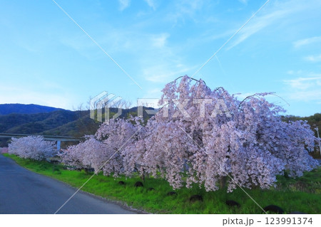 徳島県 美馬の桜 2024 春 123991374