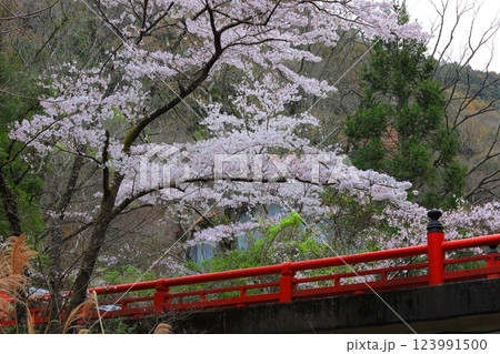 徳島県 阿波市の桜 123991500