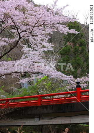 徳島県 阿波市の桜 徳島県 阿波市の桜 123991501