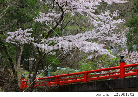 徳島県 阿波市の桜 徳島県 阿波市の桜 123991502
