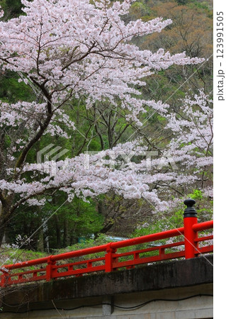 徳島県 阿波市の桜 123991505