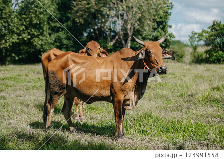 cows infected with Lumpy Skin Disease. on Farm,agriculture industry concept, in sun ligth cows infected with Lumpy Skin Disease. on Farm,agriculture industry concept, in sun ligth 123991558
