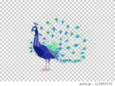孔雀手繪插圖 123991570