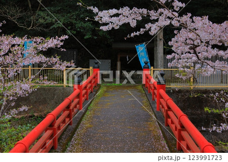 徳島県 阿波市の桜 徳島県 阿波市の桜 123991723