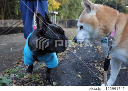 鼻タッチ 123991745