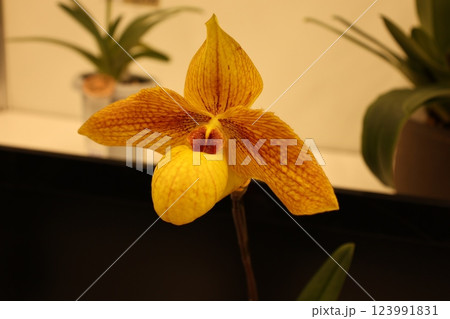 《世界のラン展》色とりどりの蘭・勢揃い・多彩多様 123991831