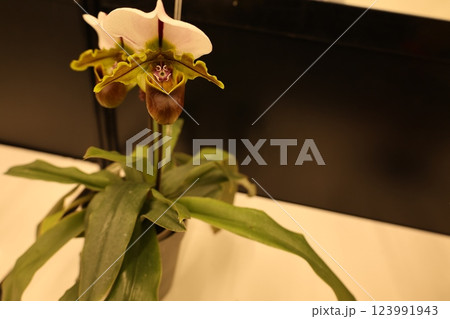 《世界のラン展》色とりどりの蘭・勢揃い・多彩多様 123991943