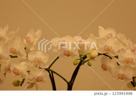 《世界のラン展》色とりどりの蘭・勢揃い・多彩多様 123991986