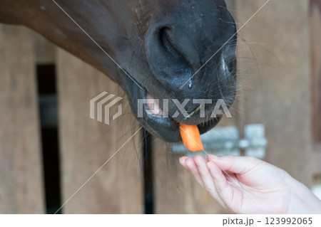 involved with horses 123992065