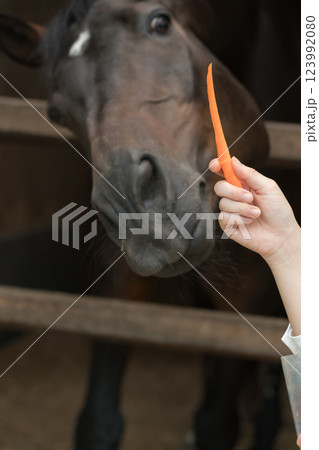 involved with horses 123992080