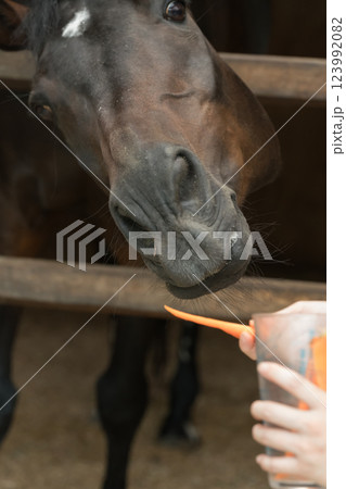 involved with horses 123992082