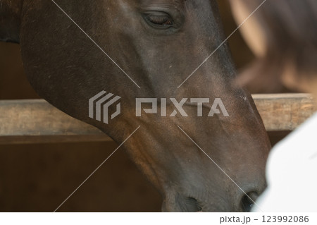 involved with horses involved with horses 123992086