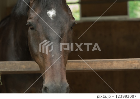 involved with horses 123992087