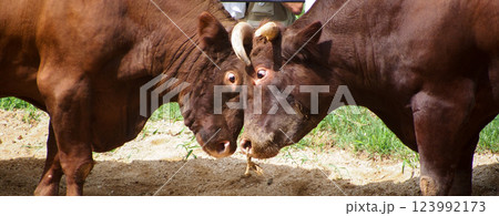 新潟・山古志の牛の角突き 新潟・山古志の牛の角突き 123992173
