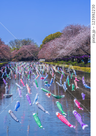 川を彩る鯉のぼりと桜並木　館林市鯉のぼりの里まつり 123992230
