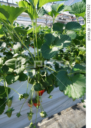 いちご狩りビニールハウス 123992302