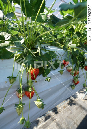 いちご狩りビニールハウス 123992303