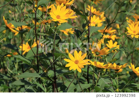 キクイモの花 キクイモの花 123992398