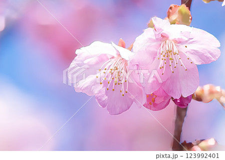 青空を背景に咲く河津桜 青空を背景に咲く河津桜 123992401