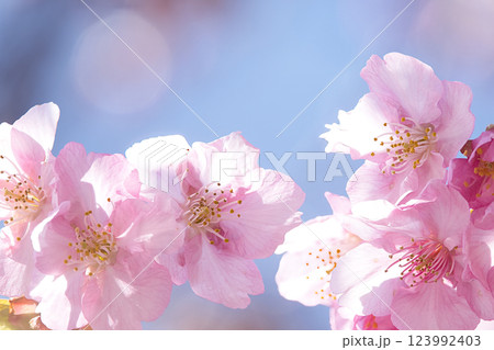 青空を背景にカワズザクラ咲く 123992403