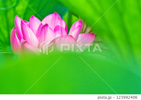 美しい蓮の花 美しい蓮の花 123992406