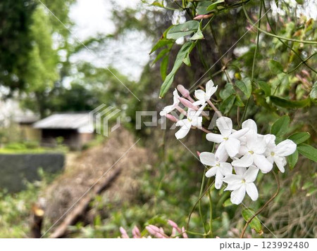 ハゴロモジャスミンのクローズアップ 123992480