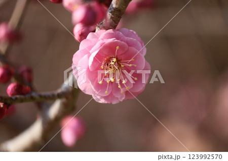 ピンクの花びらの未開紅という梅の花のアップの風景 ピンクの花びらの未開紅という梅の花のアップの風景 123992570
