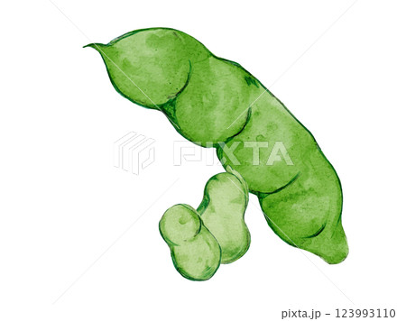水彩風に描いた春野菜のソラマメの新鮮なベクターイラスト素材 123993110