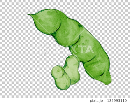 水彩風に描いた春野菜のソラマメの新鮮なベクターイラスト素材 123993110
