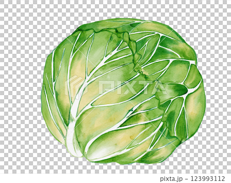 水彩風に描いた春野菜の新鮮なのベクターイラスト素材 123993112