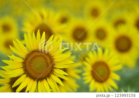夏といえば　向日葵 123993158
