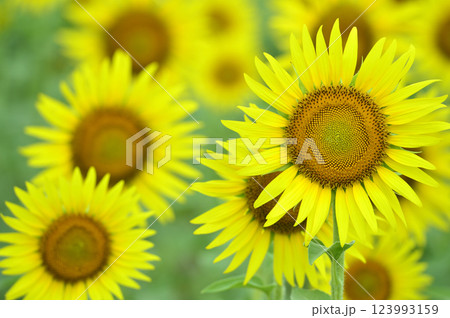 夏といえば　向日葵 123993159