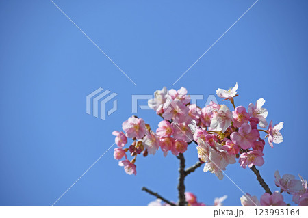 松田町の河津桜 松田町の河津桜 123993164