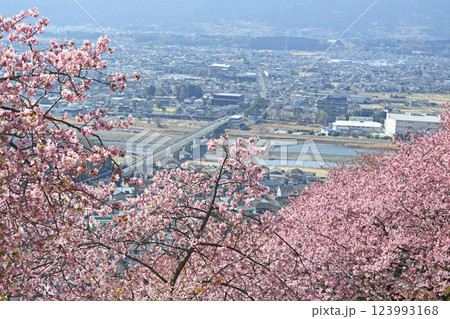松田町の河津桜 123993168