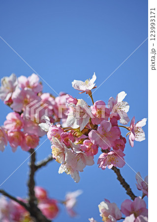 松田町の河津桜 123993171