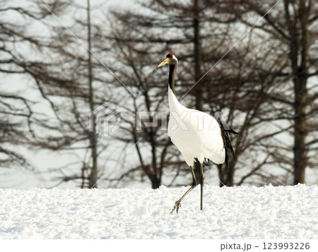 大きな鳥・タンチョウ鶴が歩く 大きな鳥・タンチョウ鶴が歩く 123993226