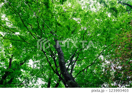 栃木中禅寺湖 栃木中禅寺湖 123993403