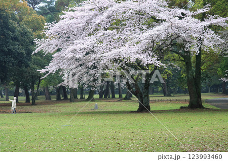 雨が降る春の公園 123993460