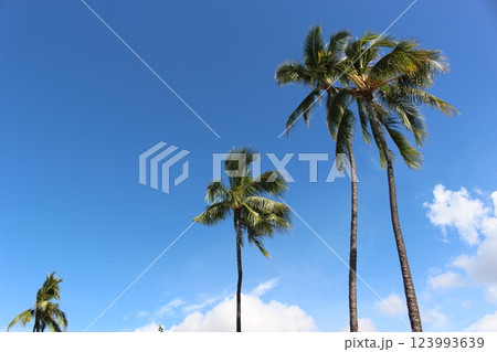 ハワイの景色 123993639