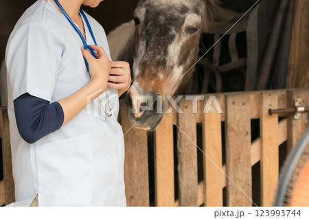 involved with horses 123993744