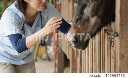 involved with horses 123993756