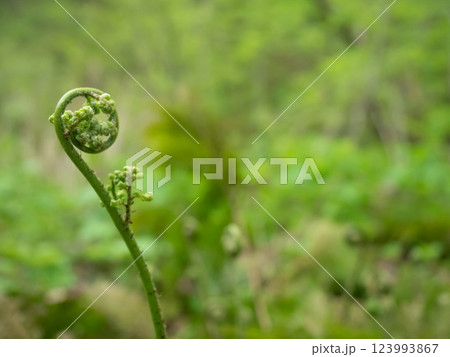 ゼンマイの新芽 123993867