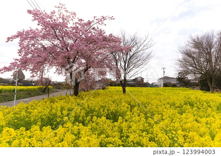 横浜市営地下鉄川和町駅前の菜の花畑と桜 横浜市営地下鉄川和町駅前の菜の花畑と桜 123994003