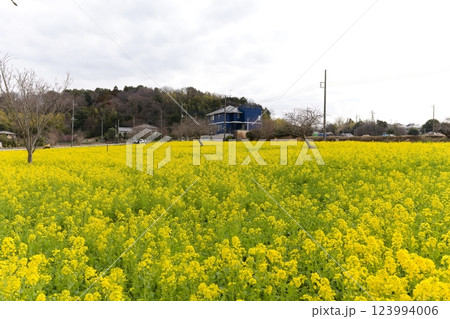 横浜市営地下鉄川和町駅前の菜の花畑 123994006