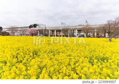 横浜市営地下鉄川和町駅前の菜の花畑 123994007