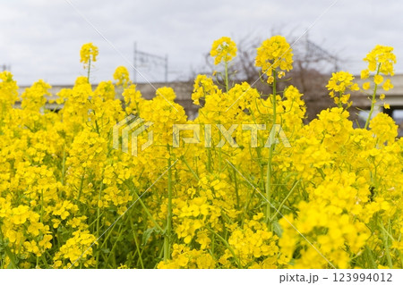 横浜市営地下鉄川和町駅前の菜の花畑 横浜市営地下鉄川和町駅前の菜の花畑 123994012